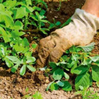 Прополка от сорняка (без вывоза мусора), цена за м/кв купить