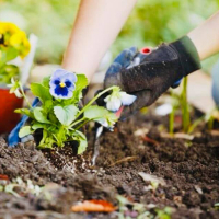 Высадка растений: % рассчитывается от сметной стоимости растений с учетом сложности выполн работ купить