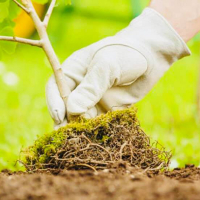 Высадка растений: диаметр кома более 50 см,  % рассчитывается от сметной стоимости растений купить