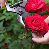 Формовочная обрезка роз, многолетних травянистых растений, цена за шт. купить