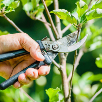 Обрезка деревьев высотой от 2 до 5 м, цена за шт. купить