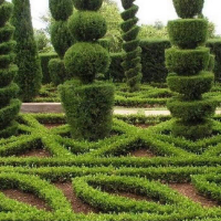 Формовочная стрижка живой изгороди, цена за м/п купить