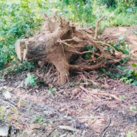 Выкорчевка деревьев вручную (без вывоза отходов): диаметр ствола от 10 см до 20 см, цена за шт купить