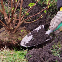 Выкорчевка кустарников (без вывоза отходов): диаметр кроны до 50 см купить