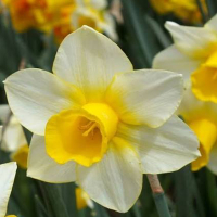Нарцис Botanical Golden Echo (x 7) купить