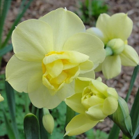 Нарцисс Double Yellow Cheerfulness купить