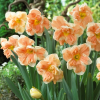 Нарцисс Splitcrown Apricot Whirl (x5) купить