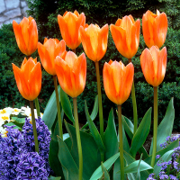Тюльпан Fosteriana Orange Emperor (x10) купить