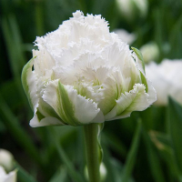 Тюльпан Fringed Double Snow Chrystal купить