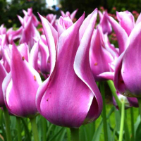 Тюльпан Lilyflowering Ballade (x7) купить