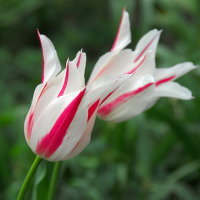 Тюльпан Lilyflowering Marilyn (x7) купить