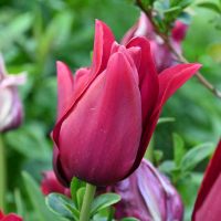 Тюльпан Lilyflowering Merlot (x7) купить