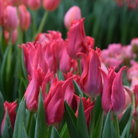 Тюльпан Lilyflowering Pretty Love (x7) купить