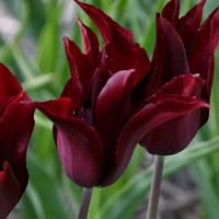 Тюльпан Lilyflowering Sarah Raven (x7) купить
