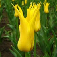 Тюльпан Lilyflowering Schiedam (x7) купить
