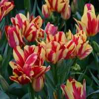 Тюльпан Multiflora Wonder Club (x7) купить