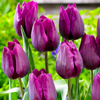Тюльпан Triumph Purple Prince (x10) купить
