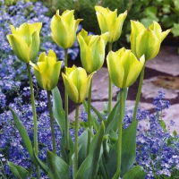 Тюльпан Viridiflora Formosa (x7) купить