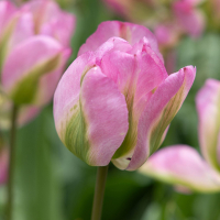 Тюльпан Viridiflora Groenland (x7) купить