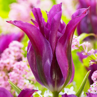 Тюльпан Viridiflora Purple Doll (x7) купить