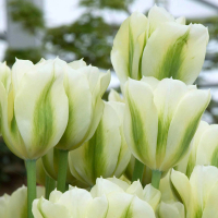 Тюльпан Viridiflora Spring Green (x7) купить