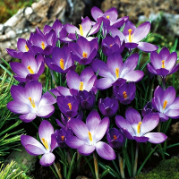 Крокус Chrysanthus Ruby Giant (x20) купить