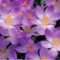 Крокус Chrysanthus Whitewell Purple купить