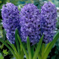 Гиацинт Delft Blue (x5) купить
