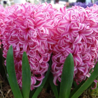 Гиацинт Pink Pearl (x5) купить