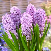 Гіацинт Splendid Cornelia (x5) купить