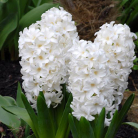 Гиацинт White Pearl (x5) купить