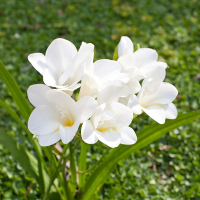 Фрезия White, в упаковке 15 шт. купить