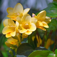 Фрезия Yellow, в упаковке 15 шт. купить