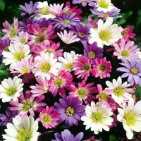 Анемони Blanda Mixed (x20) купить
