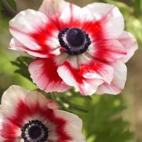 Анемони Cor. Bicolor (x20) купить