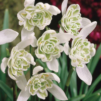Подснежник Nivalis Flore Pleno (x7) купить