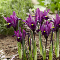 Ирис Reticulata Purple Hill (x15) купить