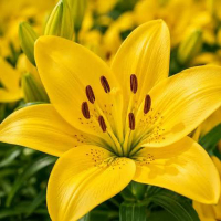 Лилия Asiatic Yellow (x2) купить