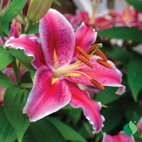 Лилия Oriental Stargazer (x2) купить
