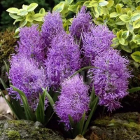 Мускари Comosum Plumosum (x10) купить