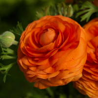 Ранункулюс Asiaticus Orange (x10) купить
