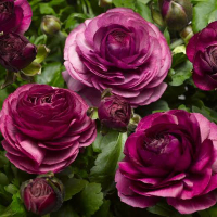 Ранункулюс Asiaticus Purple (x10) купить