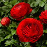 Ранункулюс Asiaticus Red (x10) купить