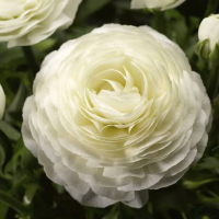 Ранункулюс Asiaticus White (x10) купить