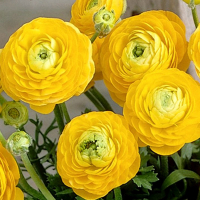 Ранункулюс Asiaticus Yellow(x10) купить