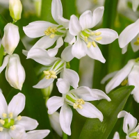 Пролеска Siberica Alba (x10) купить