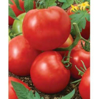 Томат Баллада SeedEra 0,1 г купить