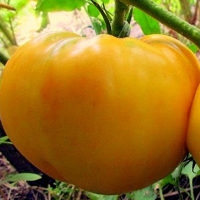 Томат Гигант лимонный Seedеra 0,1 г купить