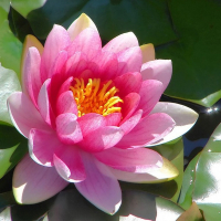 Нимфея купить