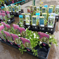 Водные растения мих купить